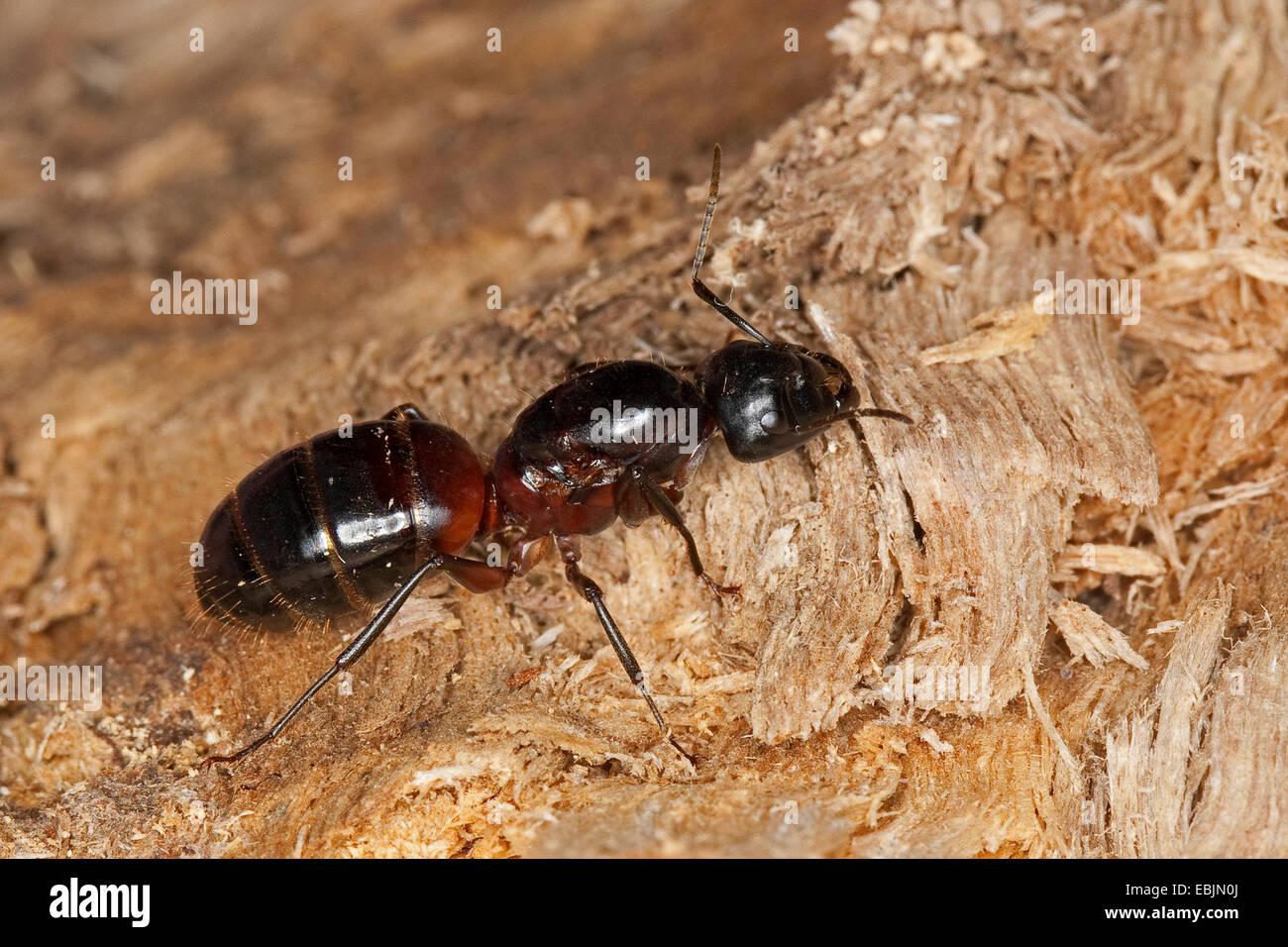 Carpenter ant (Camponotus ligniperdus, Camponotus ligniperda), queen, Germania Foto Stock