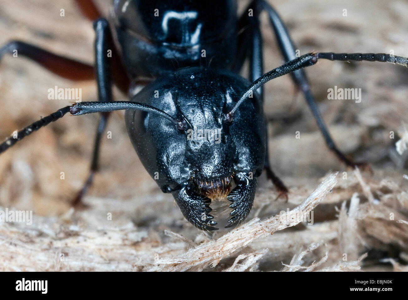 Carpenter ant (Camponotus ligniperdus, Camponotus ligniperda), regina alimentazione su legno marcescente, Germania Foto Stock