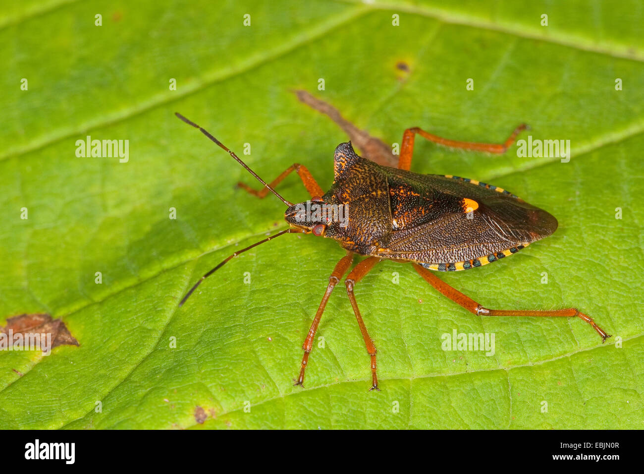 Forest bug (Pentatoma rufipes), seduta su una foglia, Germania Foto Stock