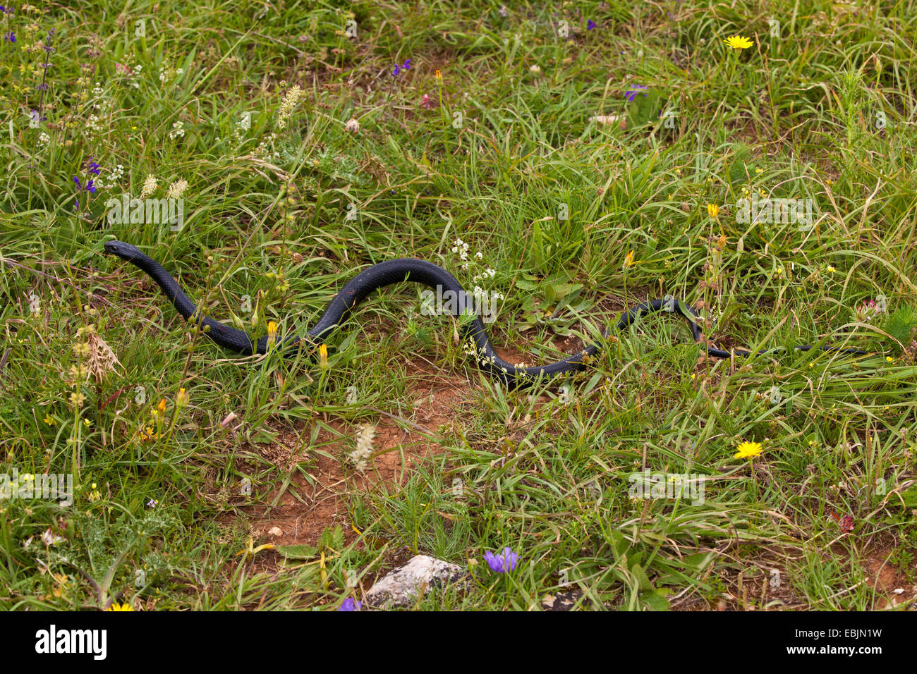 Unione frusta snake, dell'Europa occidentale frusta snake, verde scuro e whipsnake (Coluber viridiflavus, Hierophis viridiflavus), nero morph lento in un prato, Croazia, Istria Foto Stock