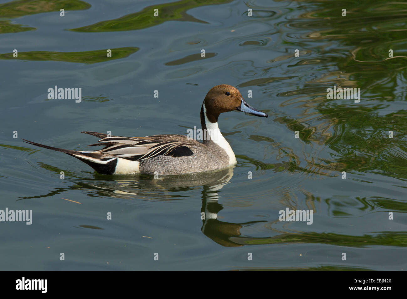 Northern pintail (Anas acuta), nuoto drake, in Germania, in Baviera Foto Stock