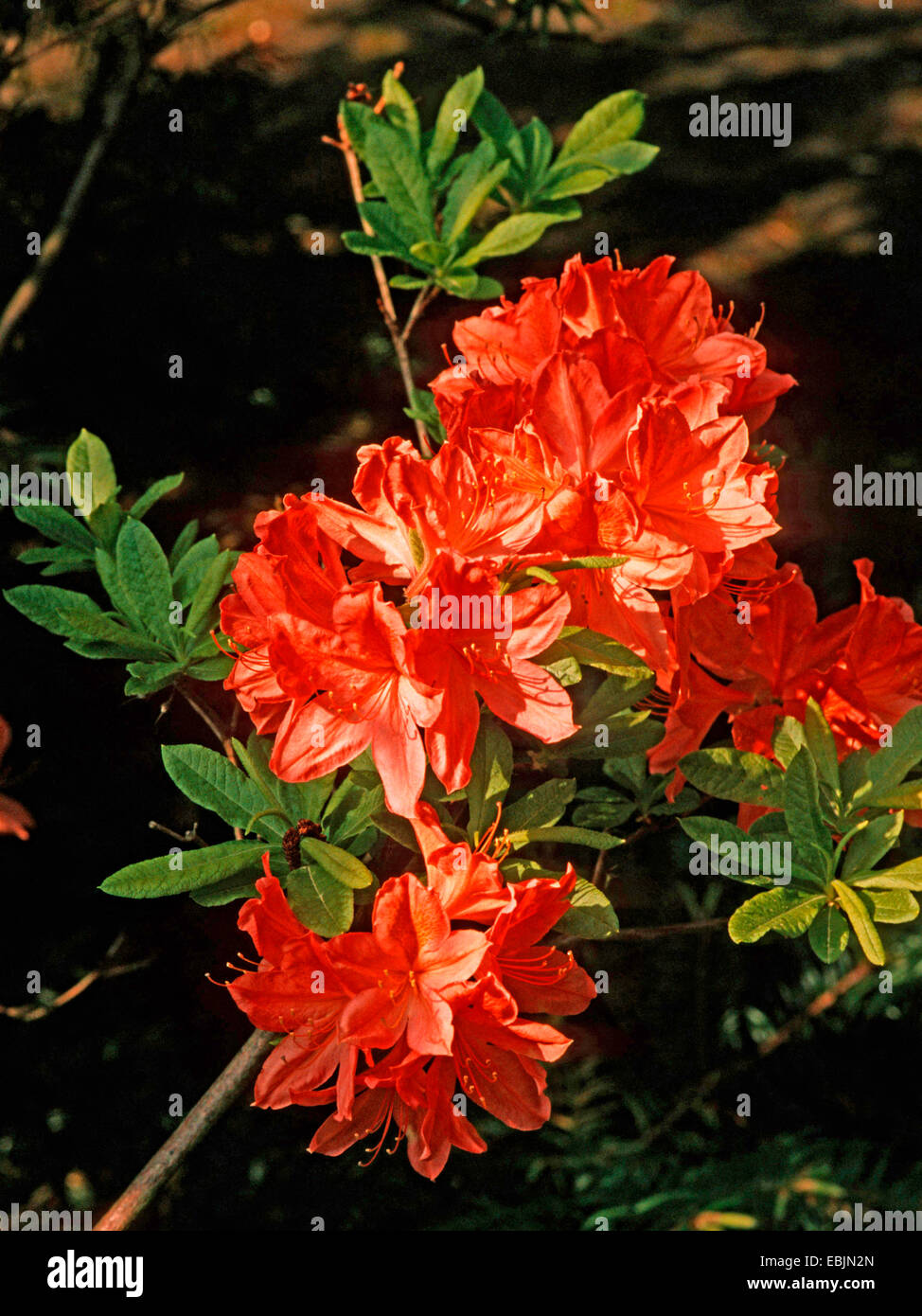 Azalea giapponese (Rhododendron japonicum), forma selvatica, fioritura Foto Stock