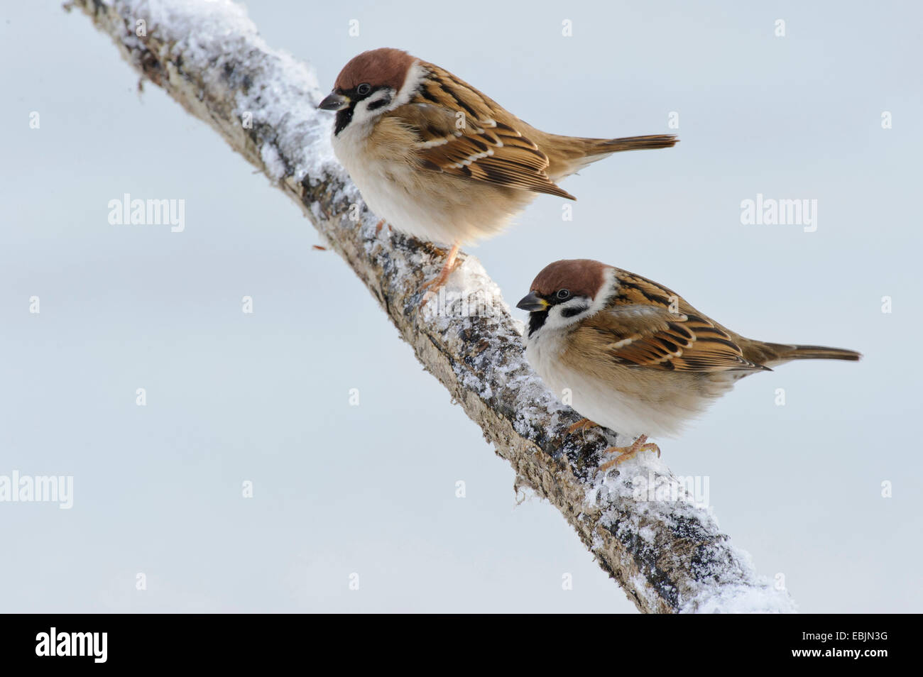 Eurasian tree sparrow (Passer montanus), due passeri su un ramo snowcovered, Germania, Bassa Sassonia Foto Stock