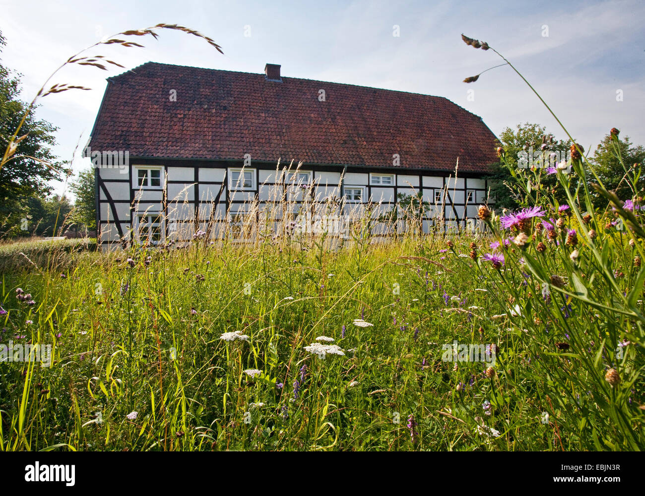 Prato di fiori a Crusemannsche Hof, edificio amministrativo di Oeko zentrum NRW, in Germania, in Renania settentrionale-Vestfalia, la zona della Ruhr, Hamm Foto Stock