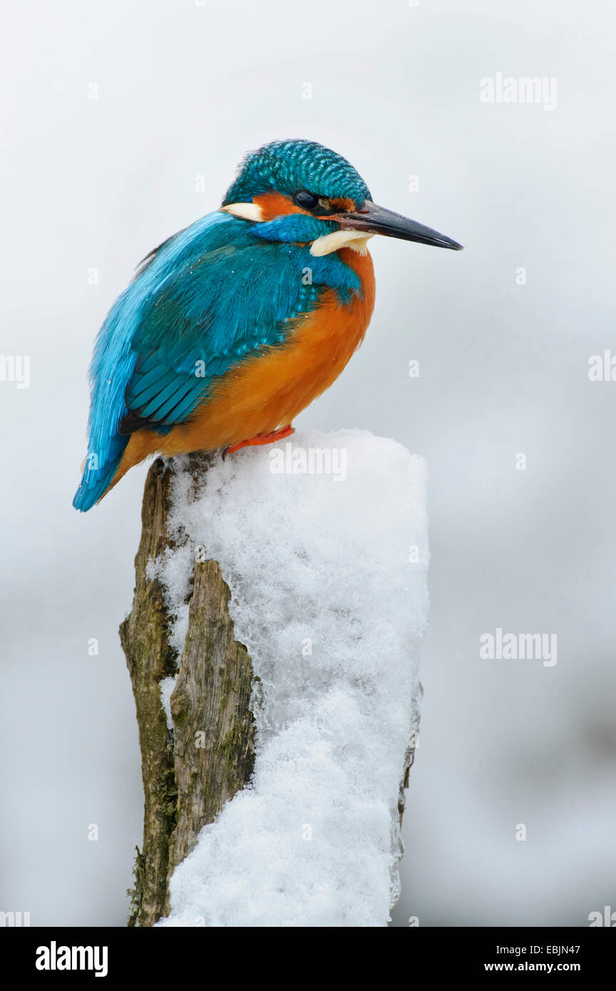 Fiume kingfisher (Alcedo atthis), seduto su un post snowcovered, Germania, Bassa Sassonia Foto Stock