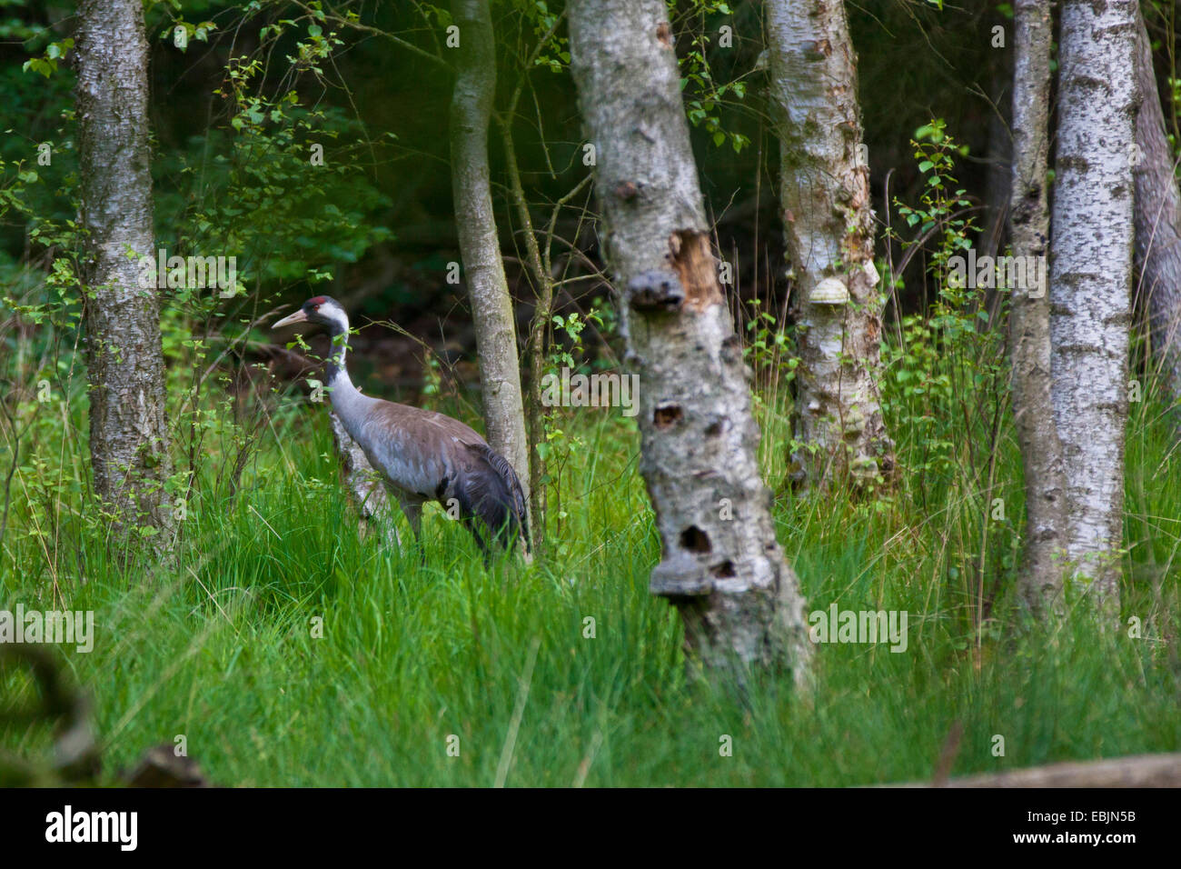 Comune, Gru Gru eurasiatica (grus grus), uccello adulto a piedi attraverso un bosco di betulle, Germania, Meclemburgo-Pomerania Occidentale Foto Stock