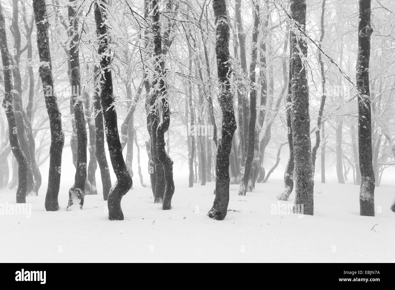Comune di faggio (Fagus sylvatica), coperto di neve e la foresta di faggio nella fitta nebbia, Svizzera Foto Stock