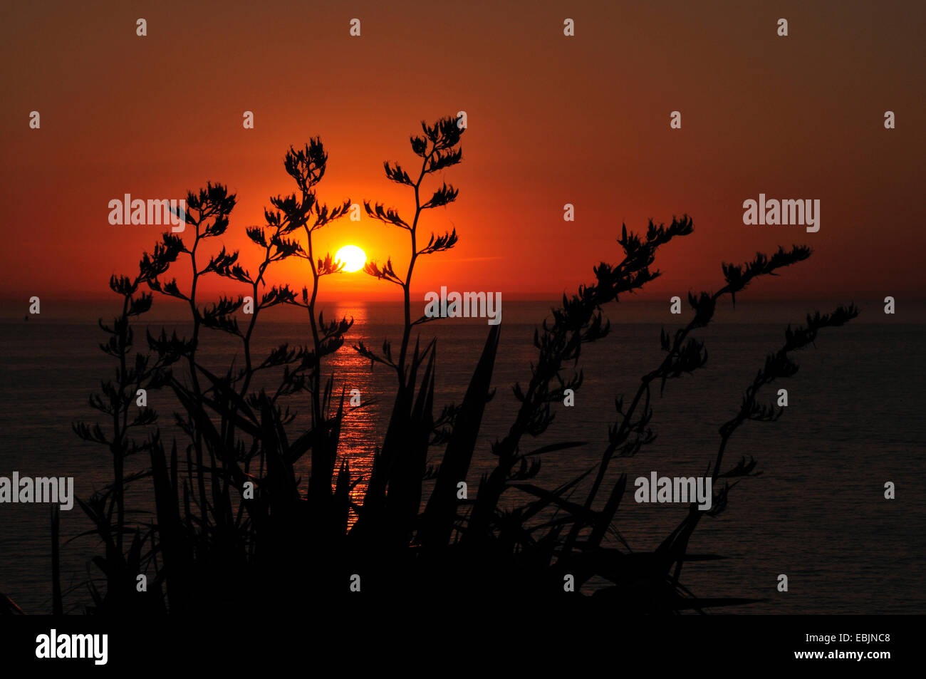 Agave, secolo impianto (Agave americana), silhouette in sunset Foto Stock