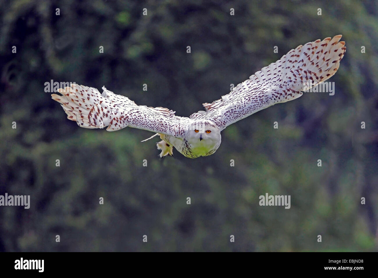 Civetta delle nevi (Strix scandiaca, Nyctea scandiaca, Bubo scandiacus), flying Foto Stock