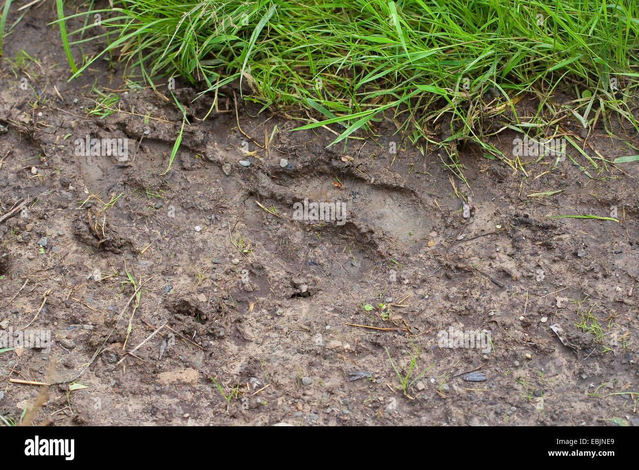 Elk, alci europea (Alces alces alces), zoccolo stampare nel fango di una pendenza Foto Stock