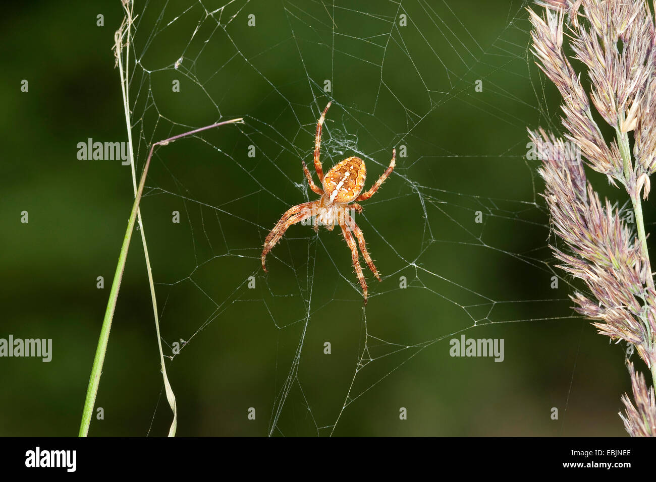 Croce orbweaver, giardino europeo spider, cross spider (Araneus diadematus), in agguato nel suo web tra i fili di erba, Germania Foto Stock