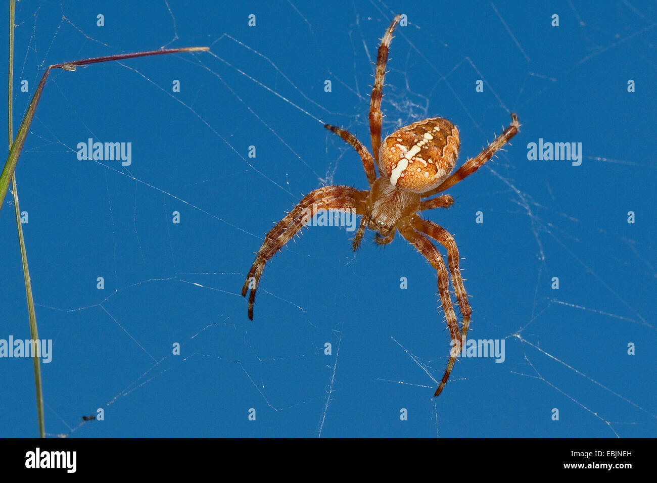 Croce orbweaver, giardino europeo spider, cross spider (Araneus diadematus), in agguato nel suo web, Germania Foto Stock