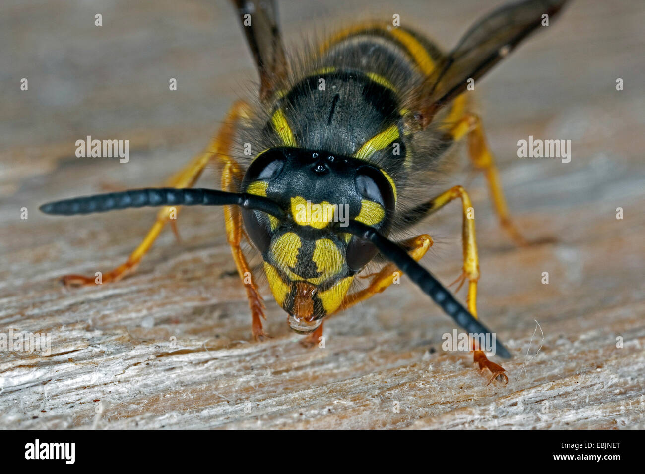 Wasp comune (Vespula vulgaris, Paravespula vulgaris), seduti su deadwood, Germania Foto Stock
