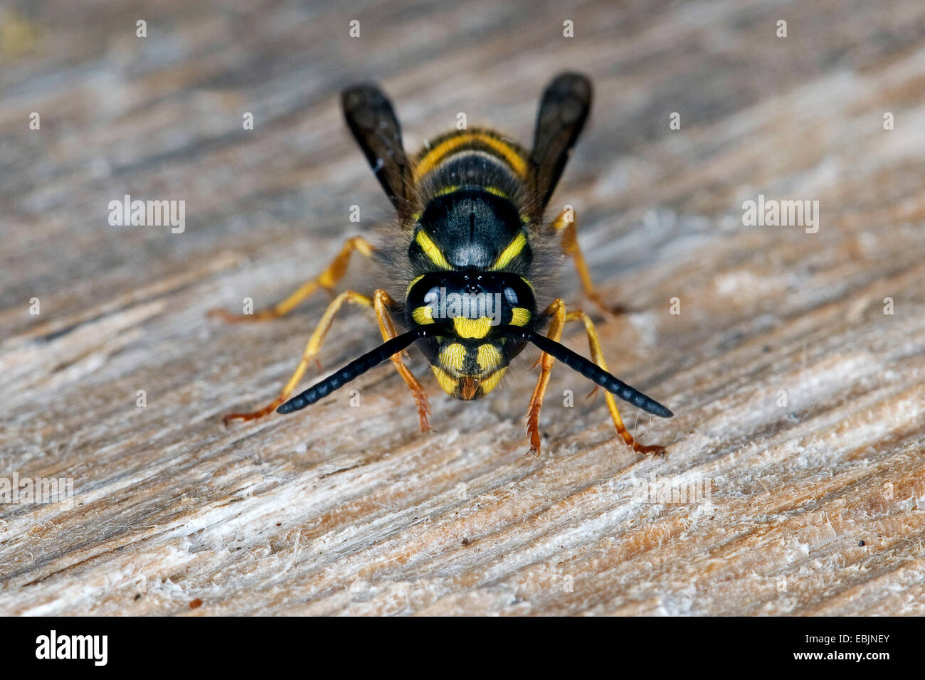 Wasp comune (Vespula vulgaris, Paravespula vulgaris), seduti su deadwood, Germania Foto Stock