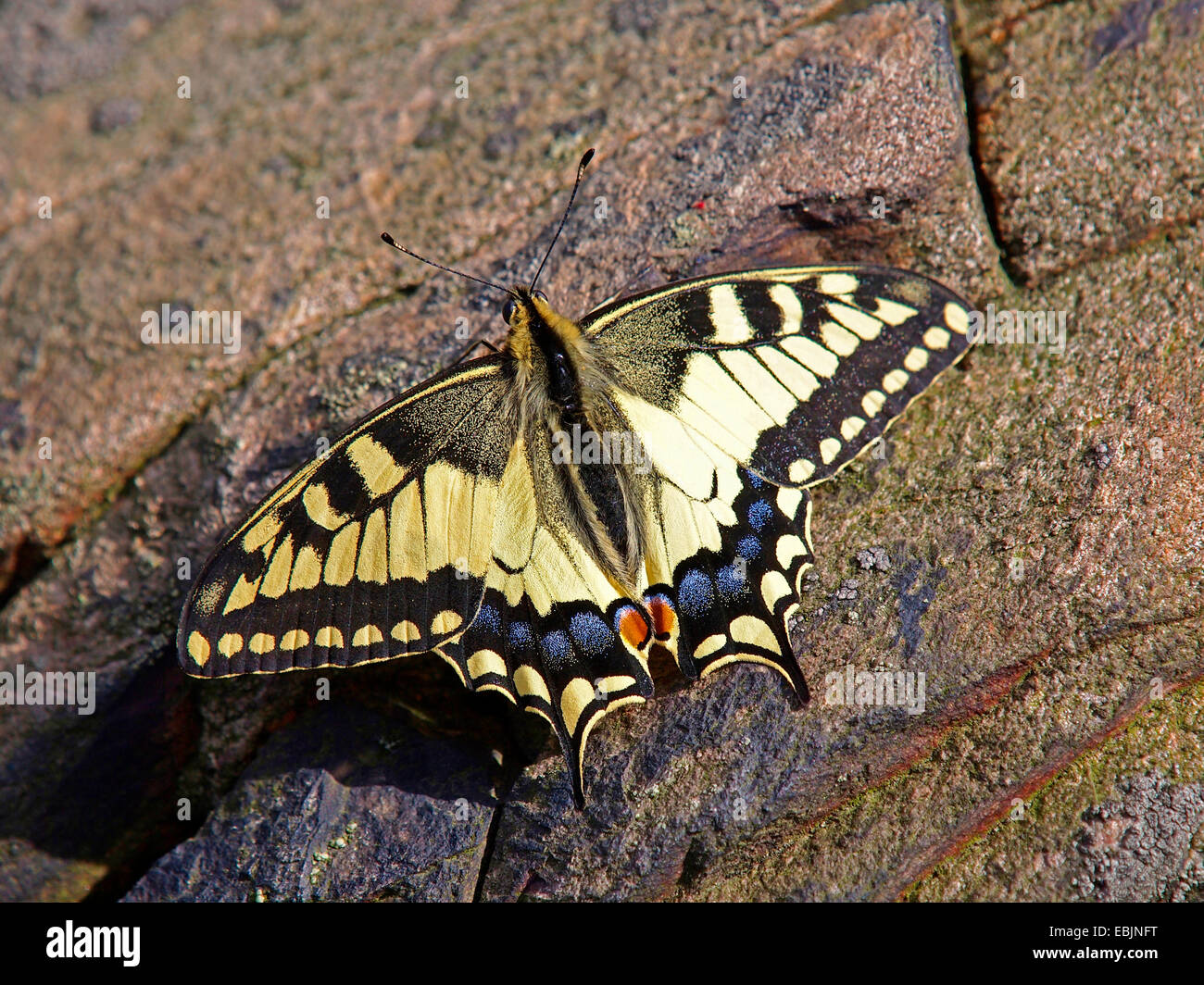 Coda forcuta (Papilio machaon), seduto sulla roccia a prendere il sole, Germania, Sassonia Foto Stock
