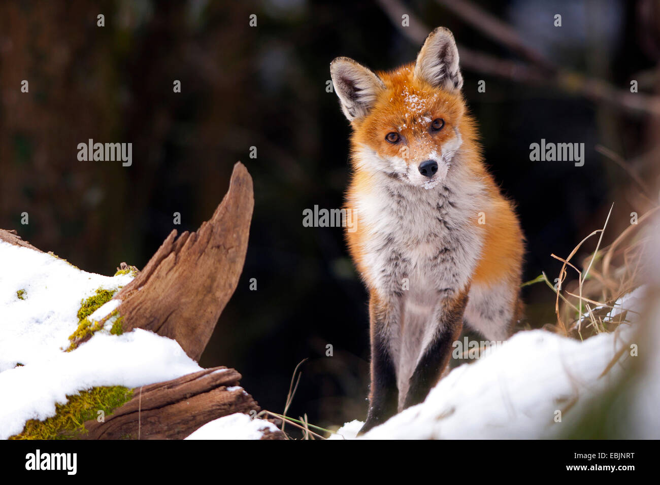 Red Fox (Vulpes vulpes vulpes), in piedi su una coperta di neve radice, Svizzera, Sankt Gallen Foto Stock
