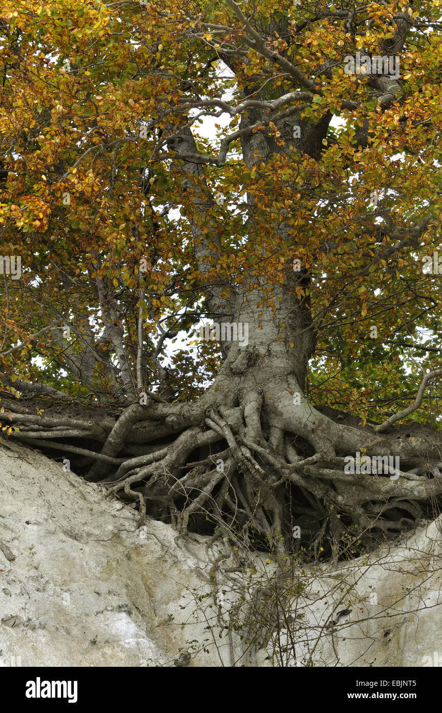 Comune di faggio (Fagus sylvatica), free sistema di radice in corrispondenza del bordo di chalk costa, Germania, Meclemburgo-Pomerania, Ruegen, Jasmund National Park Foto Stock