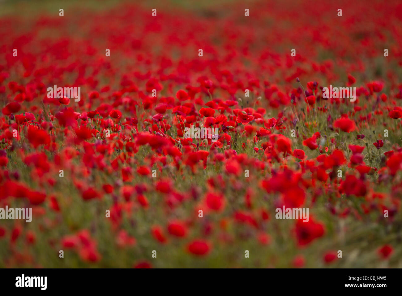 Comune di papavero, mais, papavero rosso papavero (Papaver rhoeas), campo di papavero, in Germania, in Baviera Foto Stock