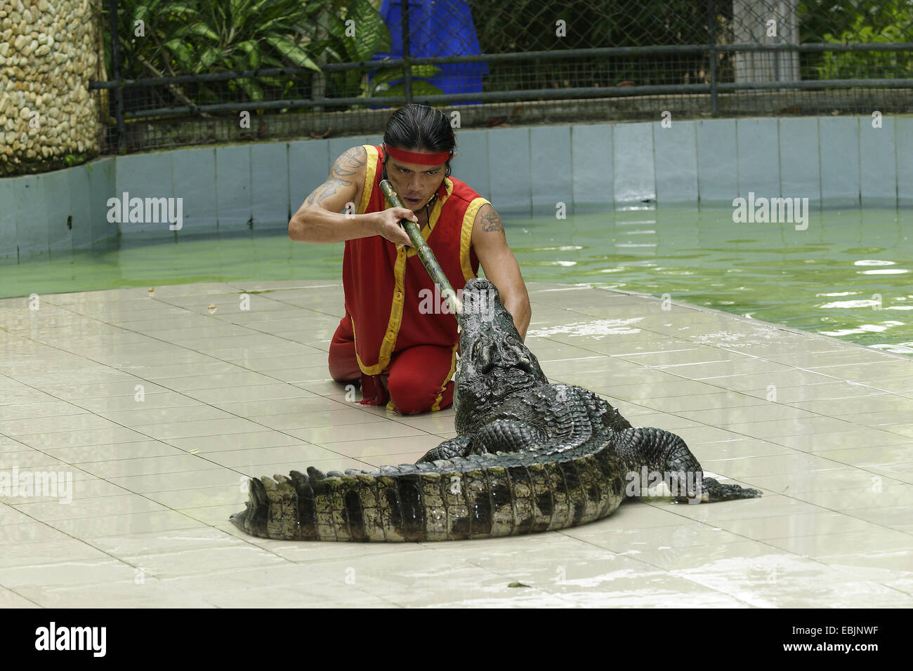 Coccodrillo siamese (Crocodylus siamensis), giovane kneeing faccia a faccia di fronte a un animale durante un coccodrillo visualizza, Thailandia, Kao Yai Nationalpark Foto Stock