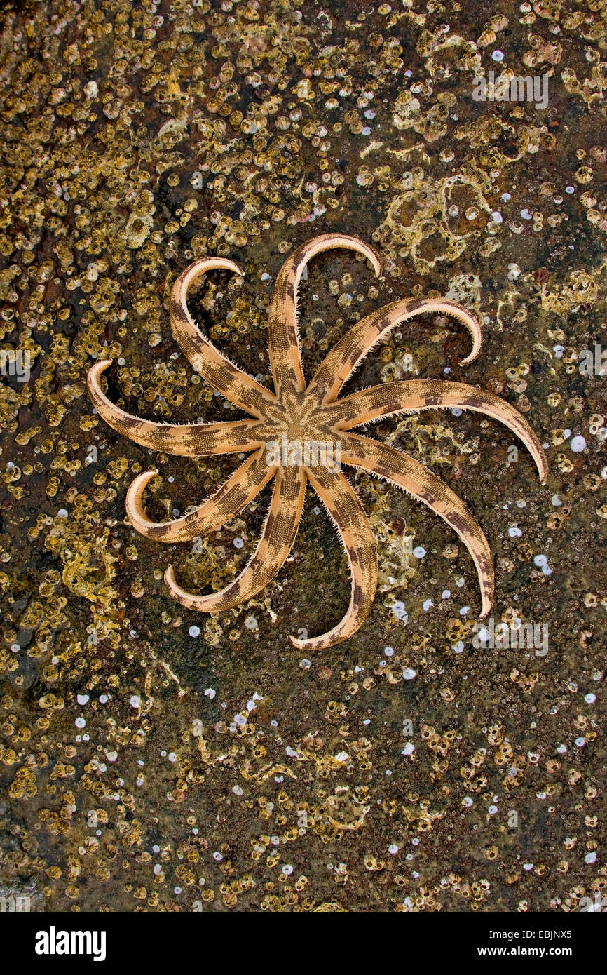 Stella di mare nel Golfo di Thailandia, Vietnam Phu Quoc Foto Stock