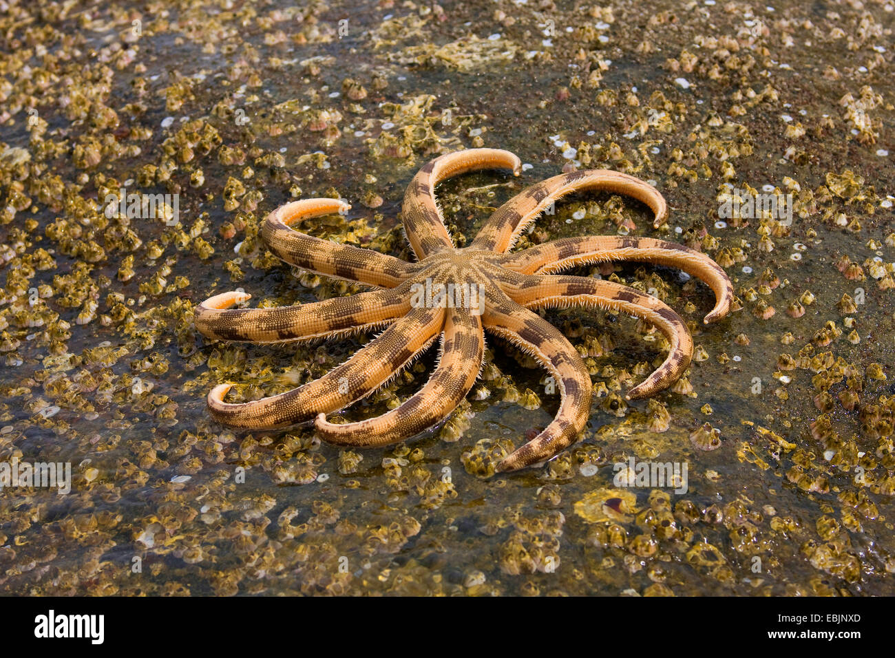 Stella di mare nel Golfo di Thailandia, Vietnam Phu Quoc Foto Stock
