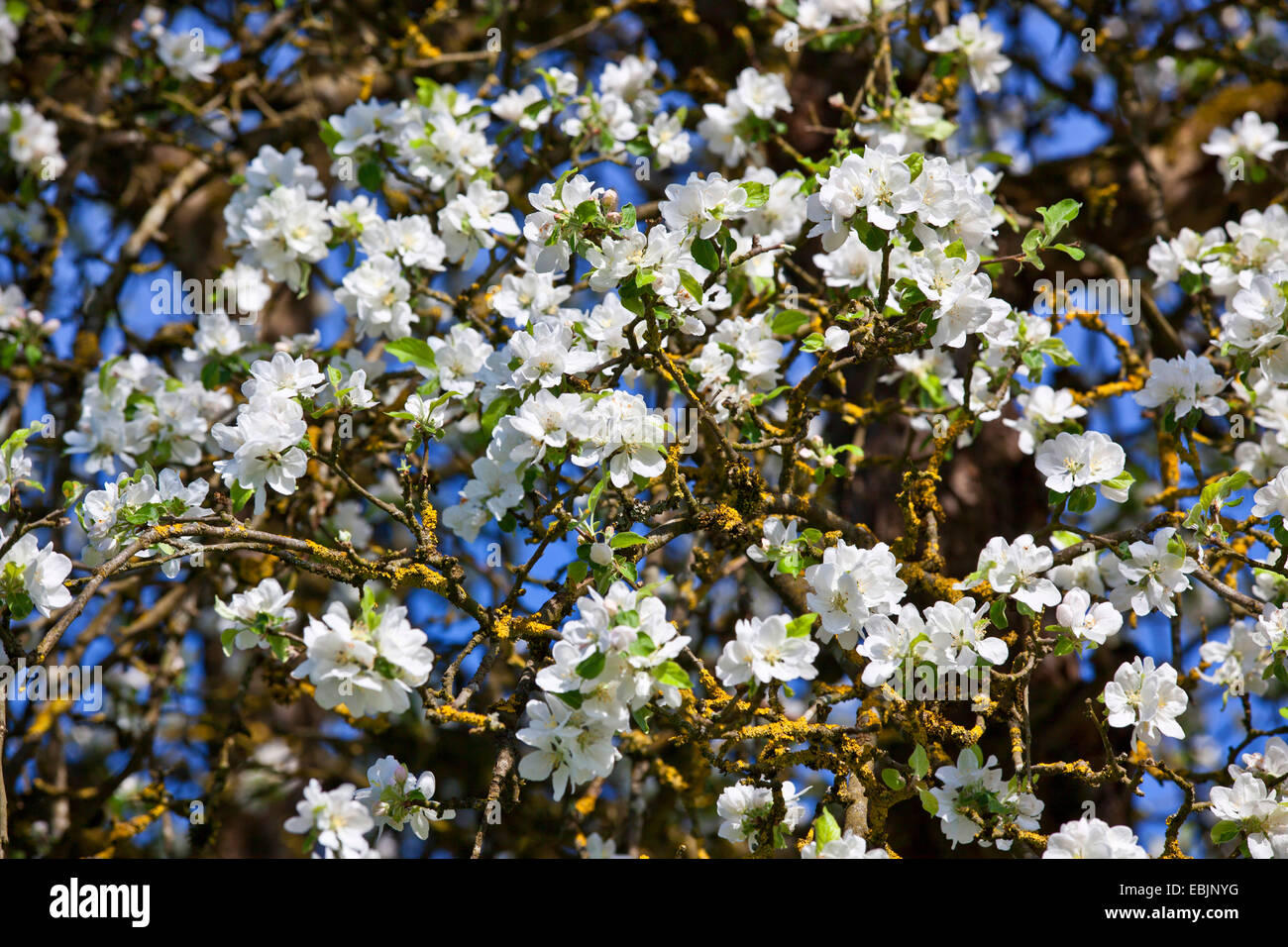 Apple tree (malus domestica), fiorisce, in Germania, in Baviera Foto Stock