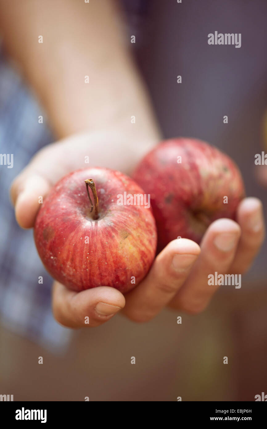 Stretta di mano del giovane maschio l'agricoltore che detiene due mele, Premosello, Provincia di Verbania, Piemonte, Italia Foto Stock