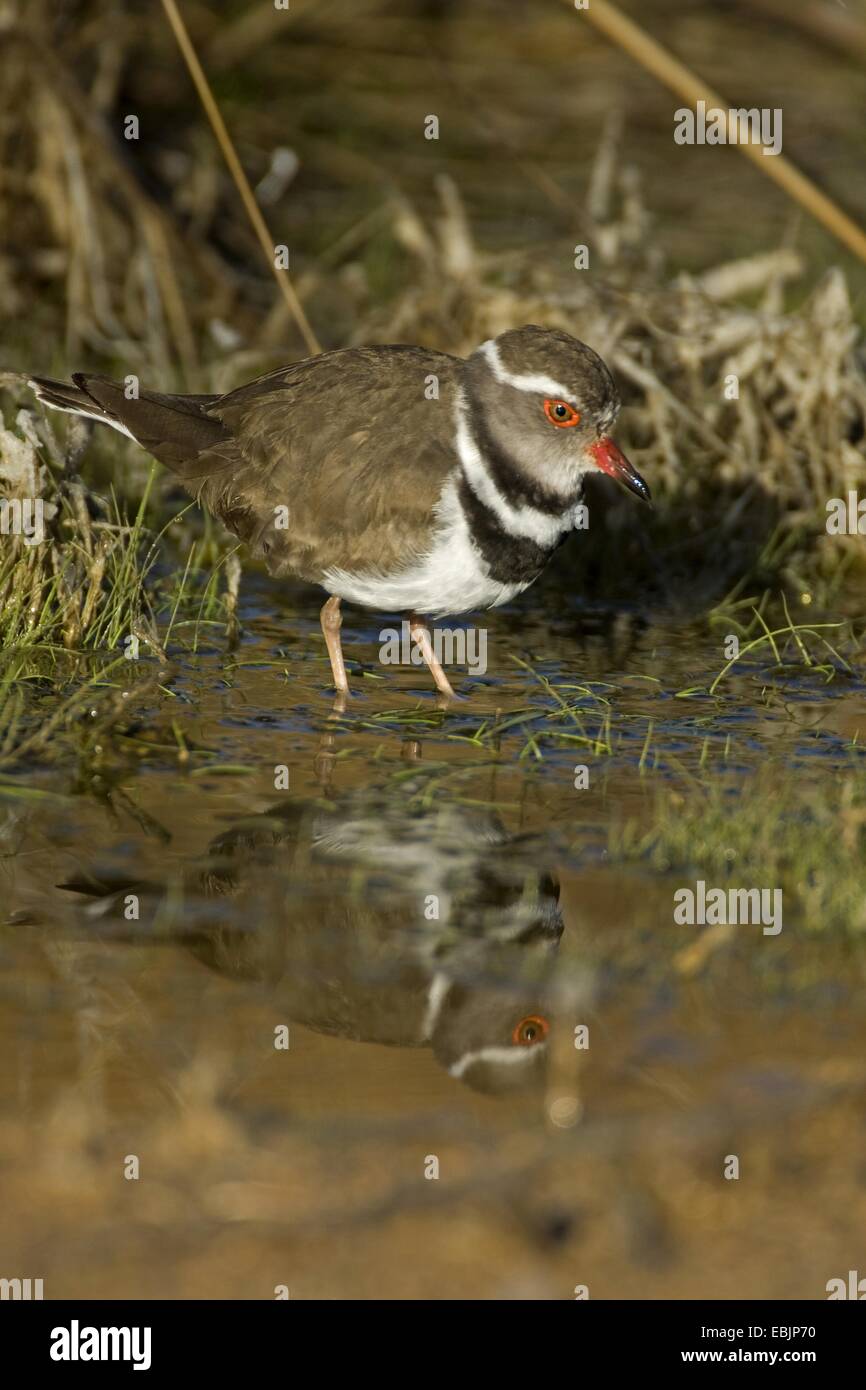 Tre-nastrare plover (Charadrius tricollaris), foraggio, Sud Africa, Northern Cape, Augrabies Falls National Park Foto Stock