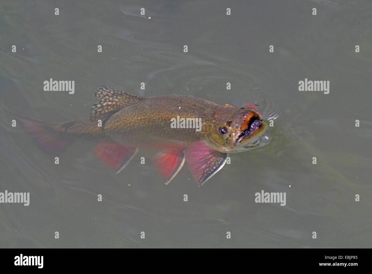 Trota di fiume, Brook char, Brook charr (Salvelinus fontinalis), mangiare insetto a superficie di acqua Foto Stock