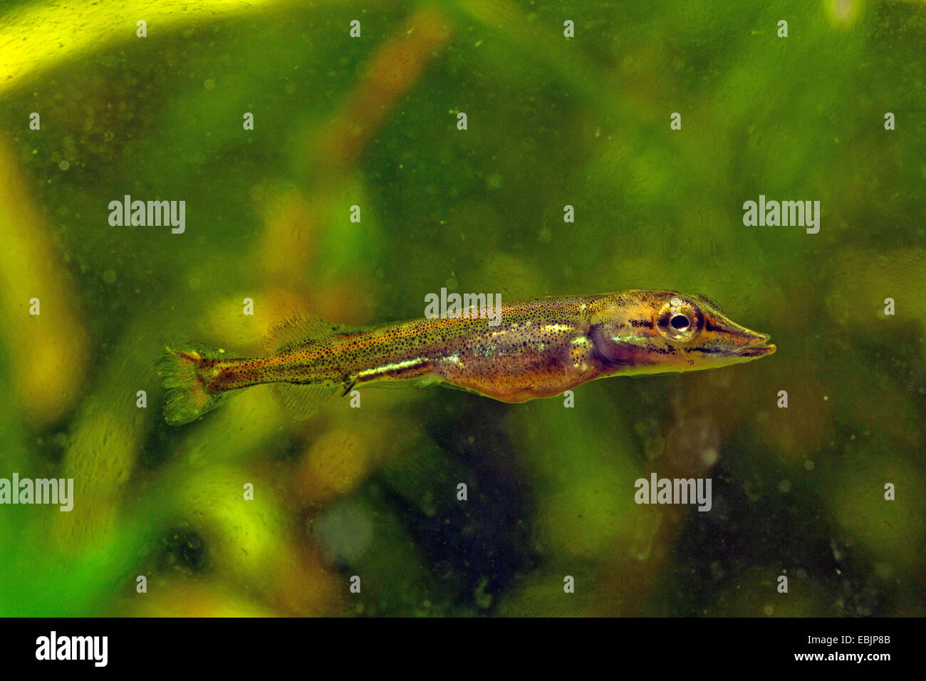 Pike, northern luccio (Esox lucius), capretti Foto Stock