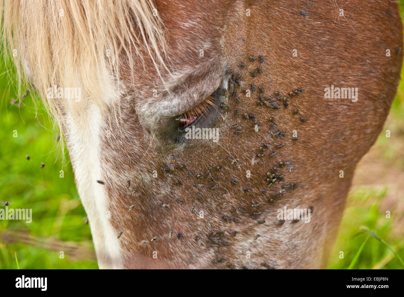Testa di cavallo con un sacco di mosche, in Germania, in Baviera Foto Stock