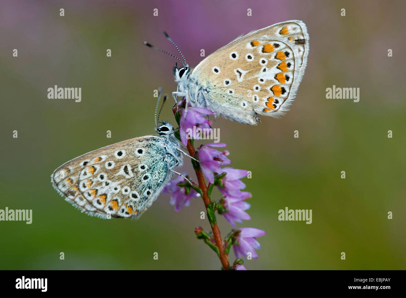 Comune (blu Polyommatus icarus), due farfalle seduta a heather, Germania, Bassa Sassonia Foto Stock