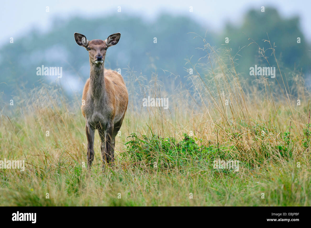 Il cervo (Cervus elaphus), hind in piedi in un prato, Danimarca Foto Stock