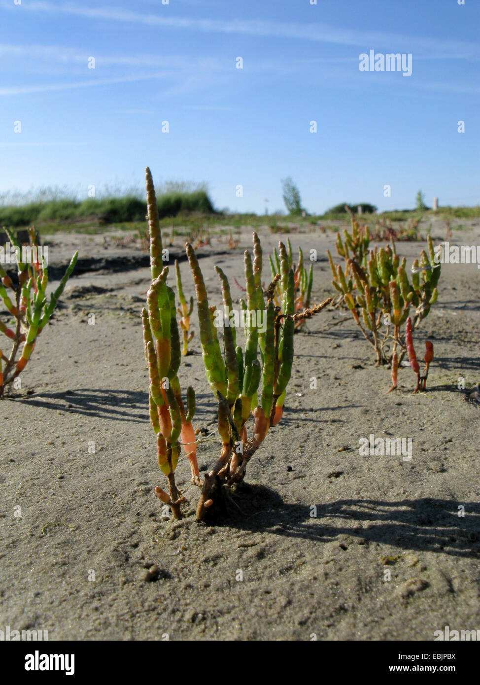 Lungo i picchi di salicornia (Salicornia stricta, Salicornia dolichostachya), nel mare di Wadden, Germania, Baltrum, Bassa Sassonia il Wadden Sea National Park Foto Stock