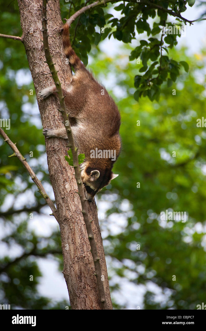 Procione comune (Procione lotor), scendendo da un tronco di albero, Germania Foto Stock