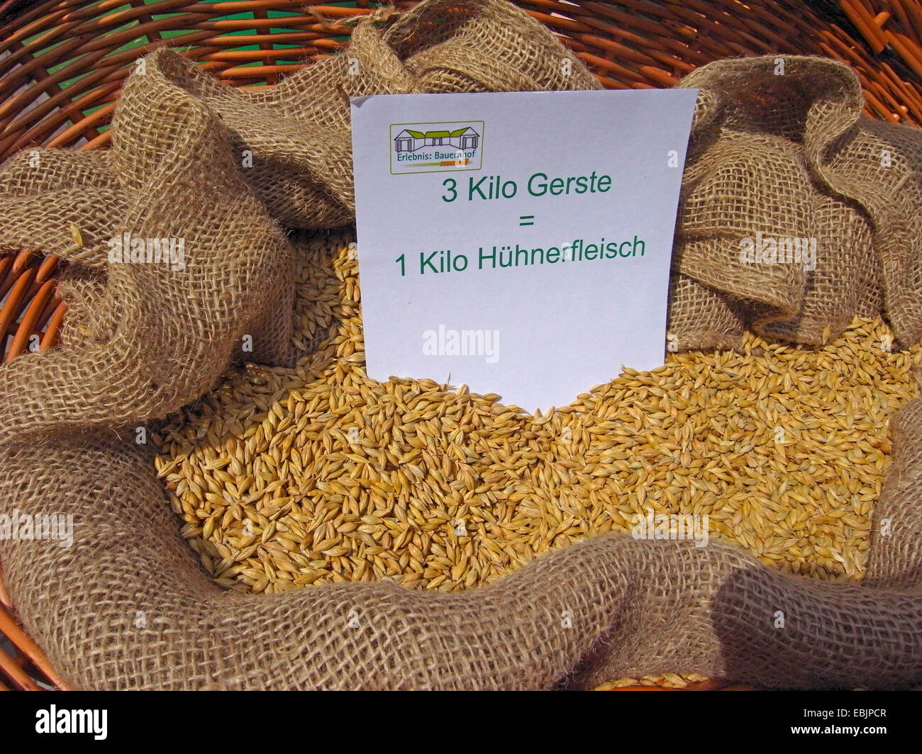 Visualizzazione del fabbisogno energetico per la produzione di carne: 3 kg di orzo in un cestello - la quantità necessaria per 1 kg di carne di pollo Foto Stock