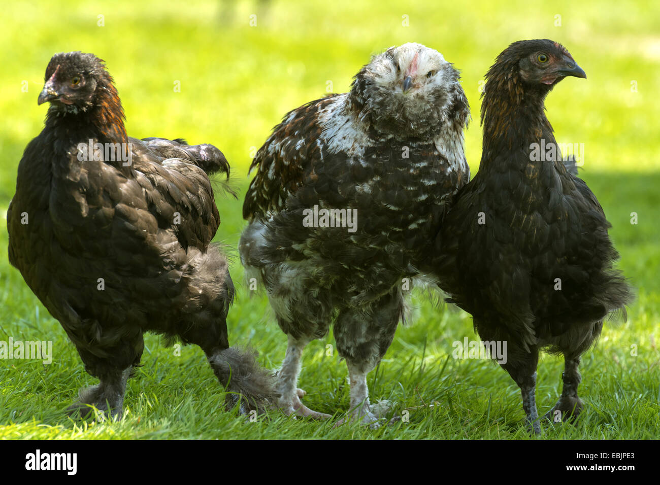 Galli e galline (Gallus gallus f. domestica), tre galline adolescenziale in piedi a fianco a fianco in un open-air enclosure, in Germania, in Renania settentrionale-Vestfalia Foto Stock