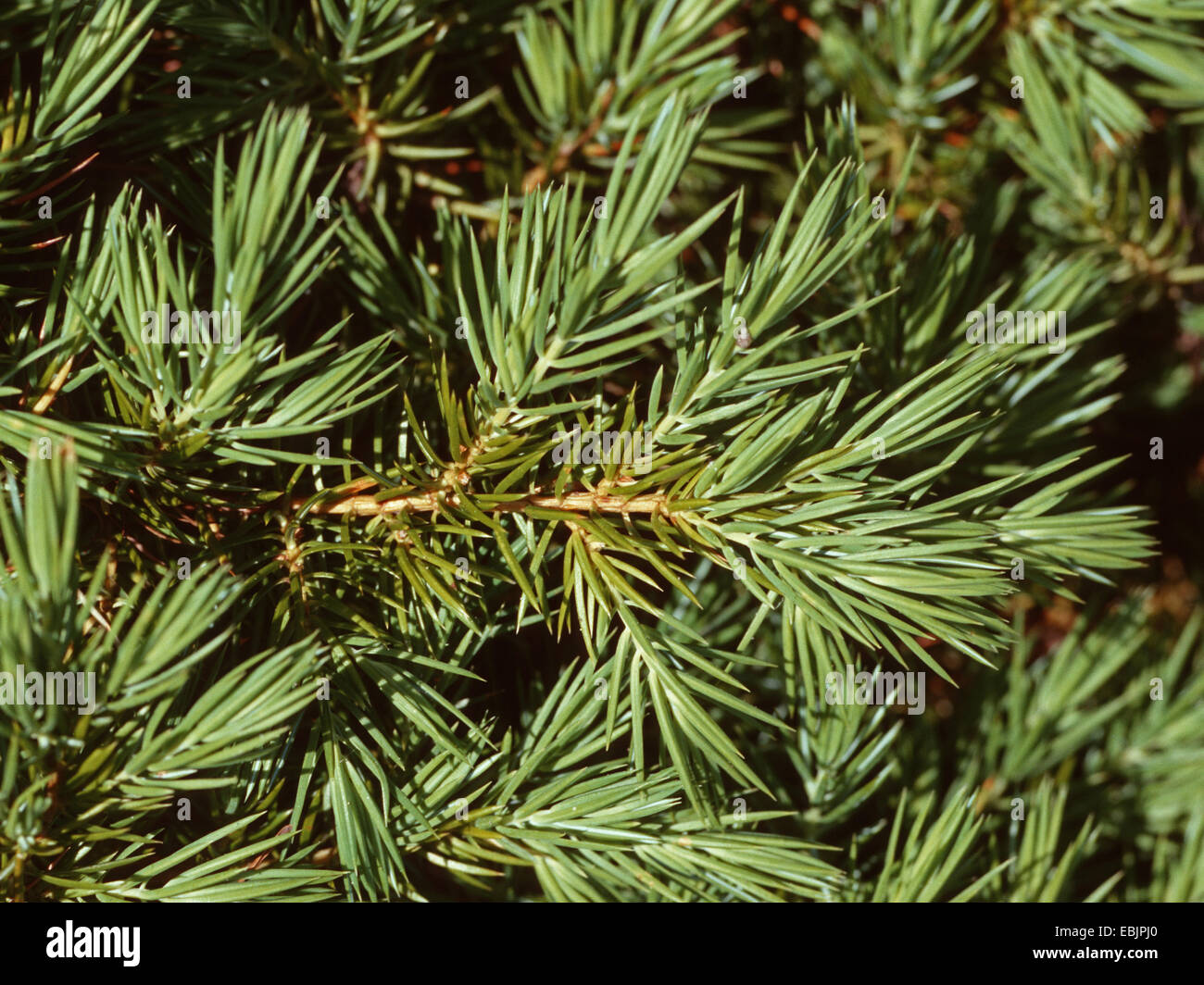 Pacifico Vlue ginepro, Pacific shore ginepro (Juniperus conferta), ramo Foto Stock