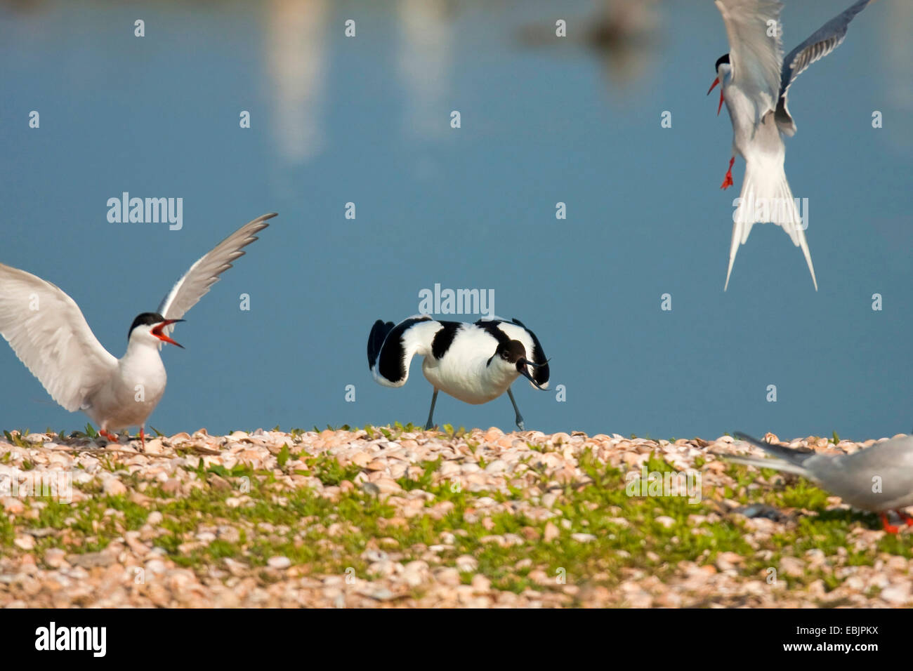 Pied avocet (Recurvirostra avosetta), pied avocet in un territorio lotta con alcune sterne comuni, Paesi Bassi, Texel Foto Stock