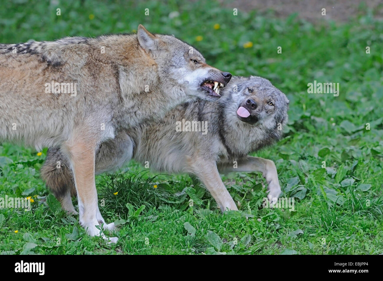 Valle di Mackenzie Wolf, Rocky Mountain Wolf, Alaskan Tundra Wolf o legname canadese Lupo (Canis lupus occidentalis), Combattimento Foto Stock