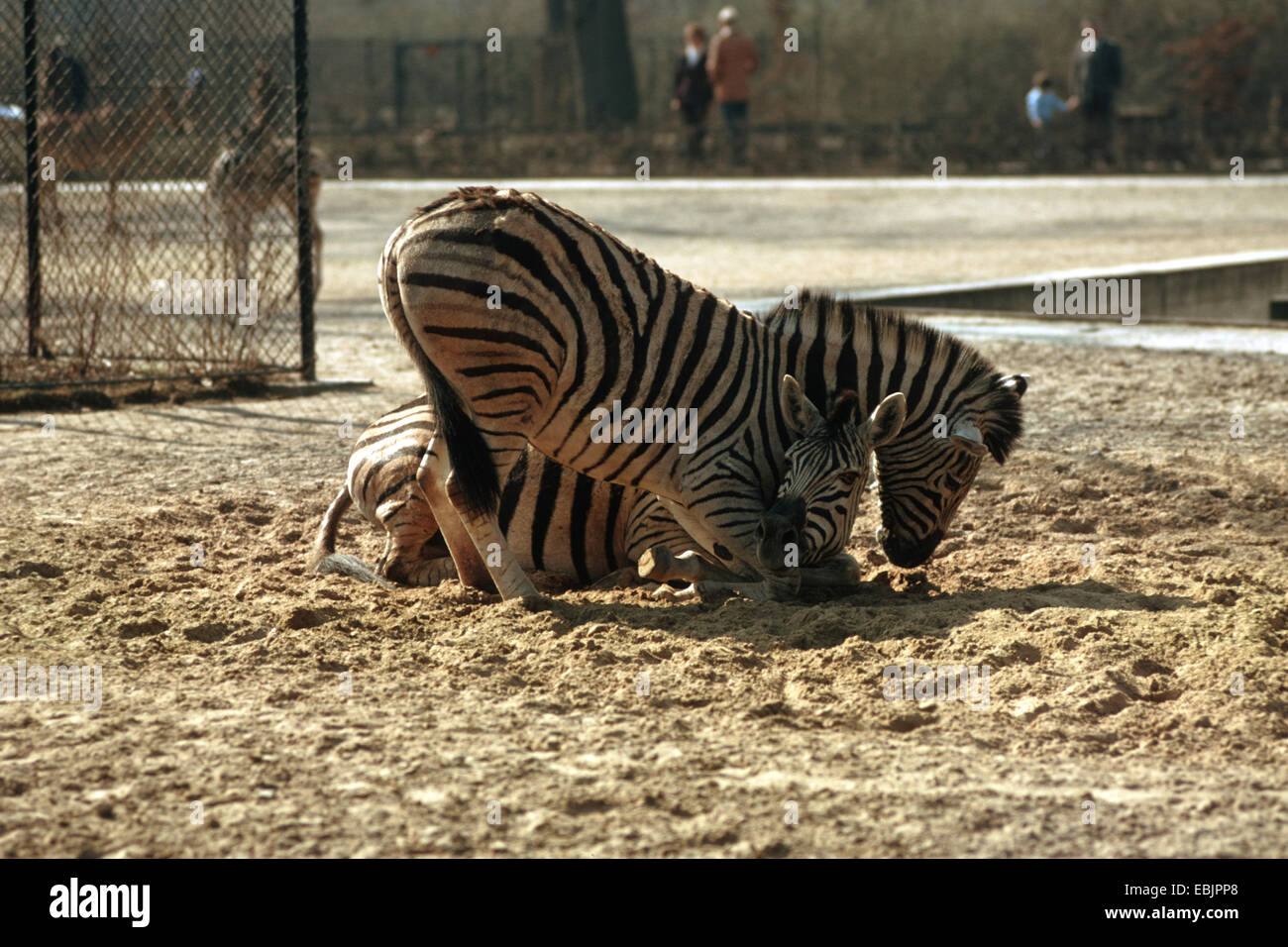 Damara-Zebra (Equus quagga antiquorum, Equus quagga damara), allo zoo, in piedi Foto Stock
