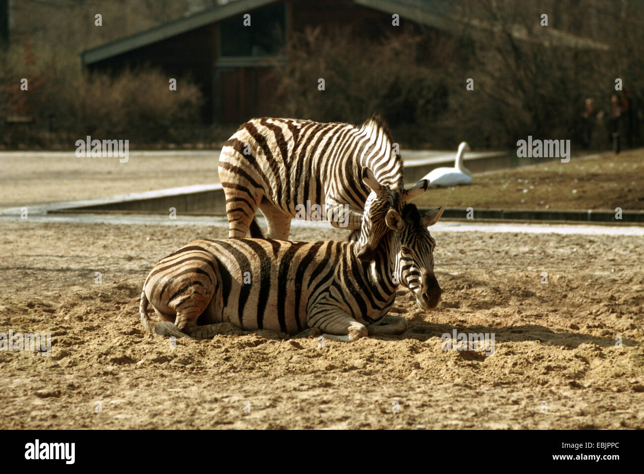 Damara-Zebra (Equus quagga antiquorum, Equus quagga damara), allo zoo Foto Stock