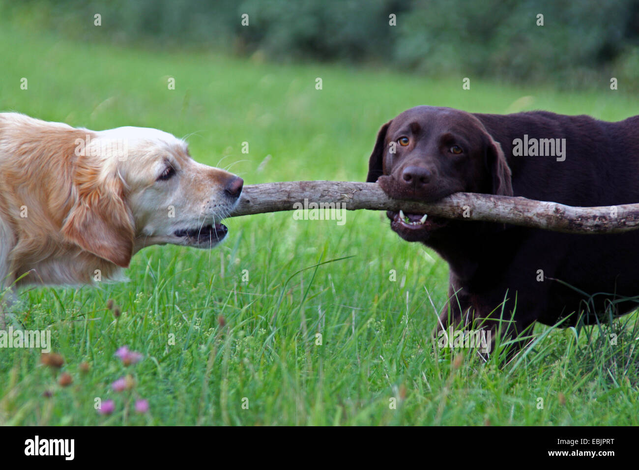 Il Labrador Retriever (Canis lupus f. familiaris), e Golden Retriever giocando con un bastone di legno Foto Stock