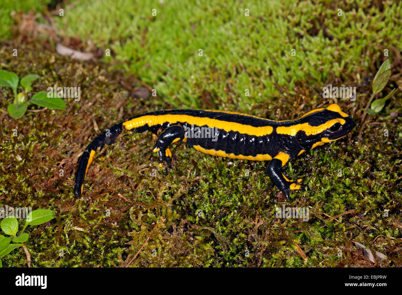 Unione salamandra pezzata (Salamandra salamandra terrestris), in MOSS Foto Stock