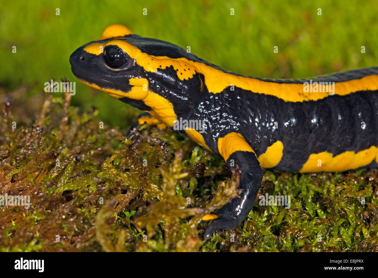 Unione salamandra pezzata (Salamandra salamandra terrestris), ritratto, vista laterale Foto Stock