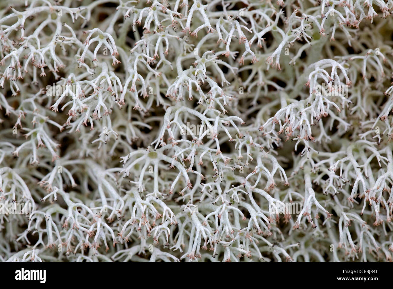 Graygreen Licheni delle renne (Cladonia rangiferina), Svezia, Vaermland Foto Stock