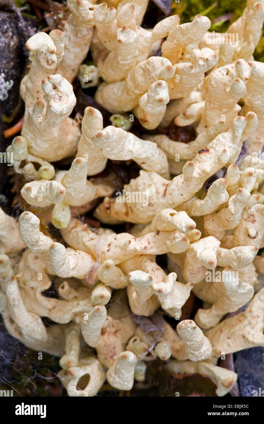 Dito artiche licheni (Dactylina arctica), Canada, Parco Nazionale Kluane Foto Stock