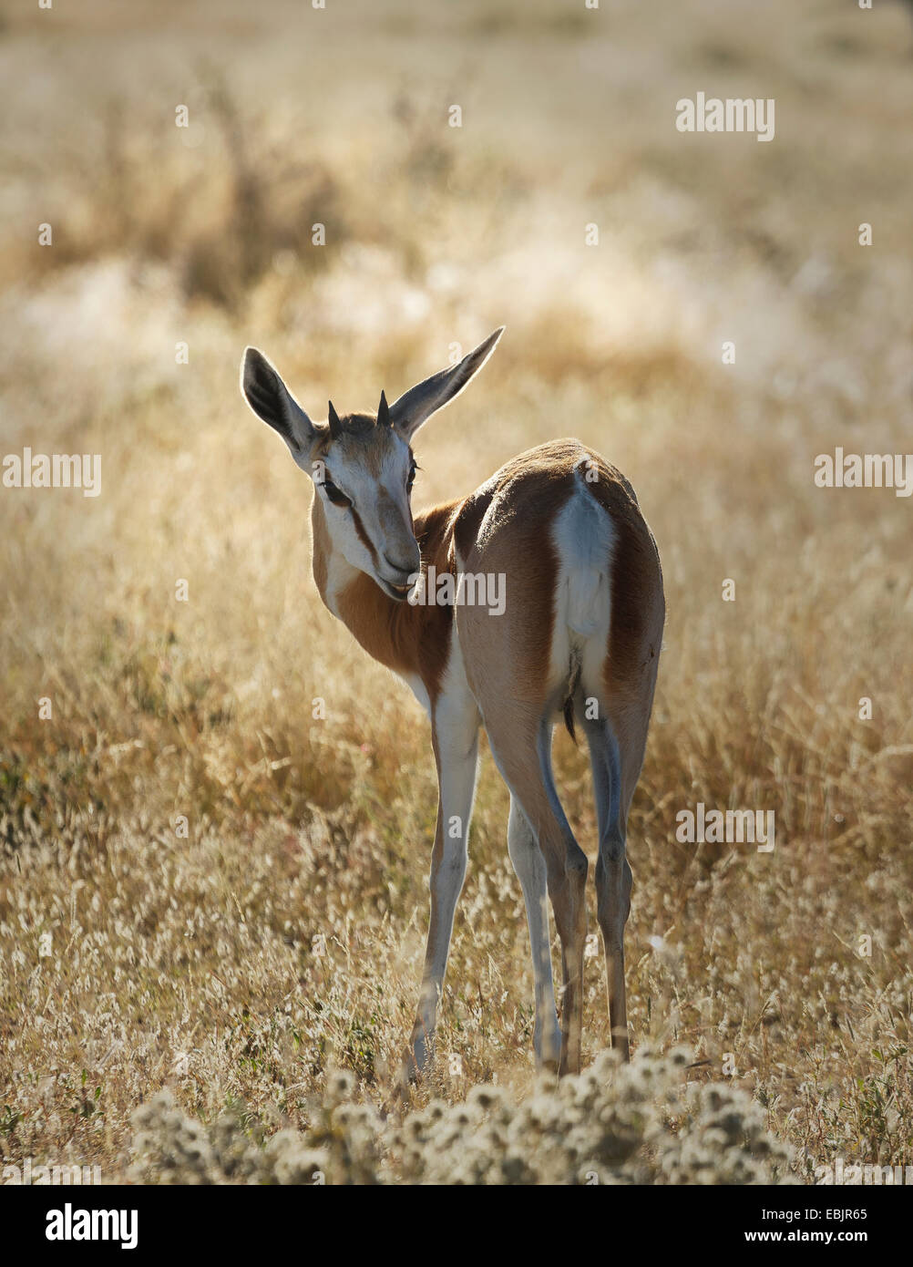 Gazelle sulle pianure, il Parco Nazionale di Etosha, Namibia Foto Stock