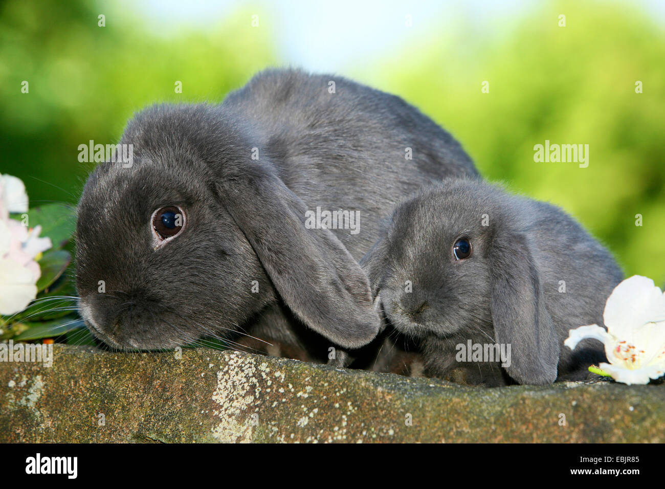 Il coniglio domestico (oryctolagus cuniculus f. domestica), seduta con bunny su una parete Foto Stock