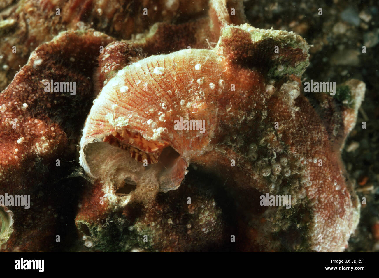 Worm lumaca, Vermetus arenarius (Vermetus arenarius), lumaca di mare con il guscio permanentemente cementati alla roccia in fondo al mare Foto Stock